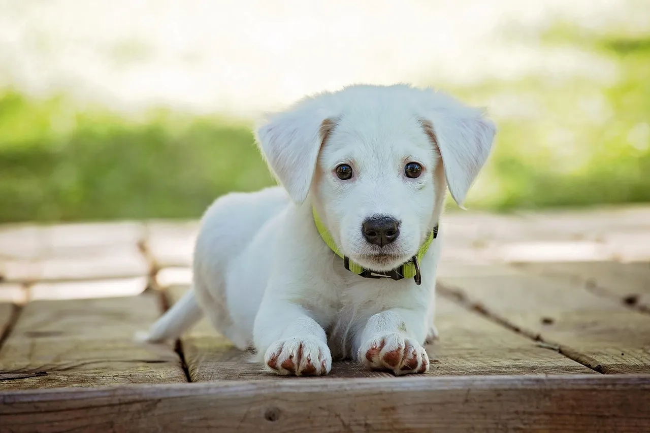 Versicherungsvermittlung Keskin - Hund