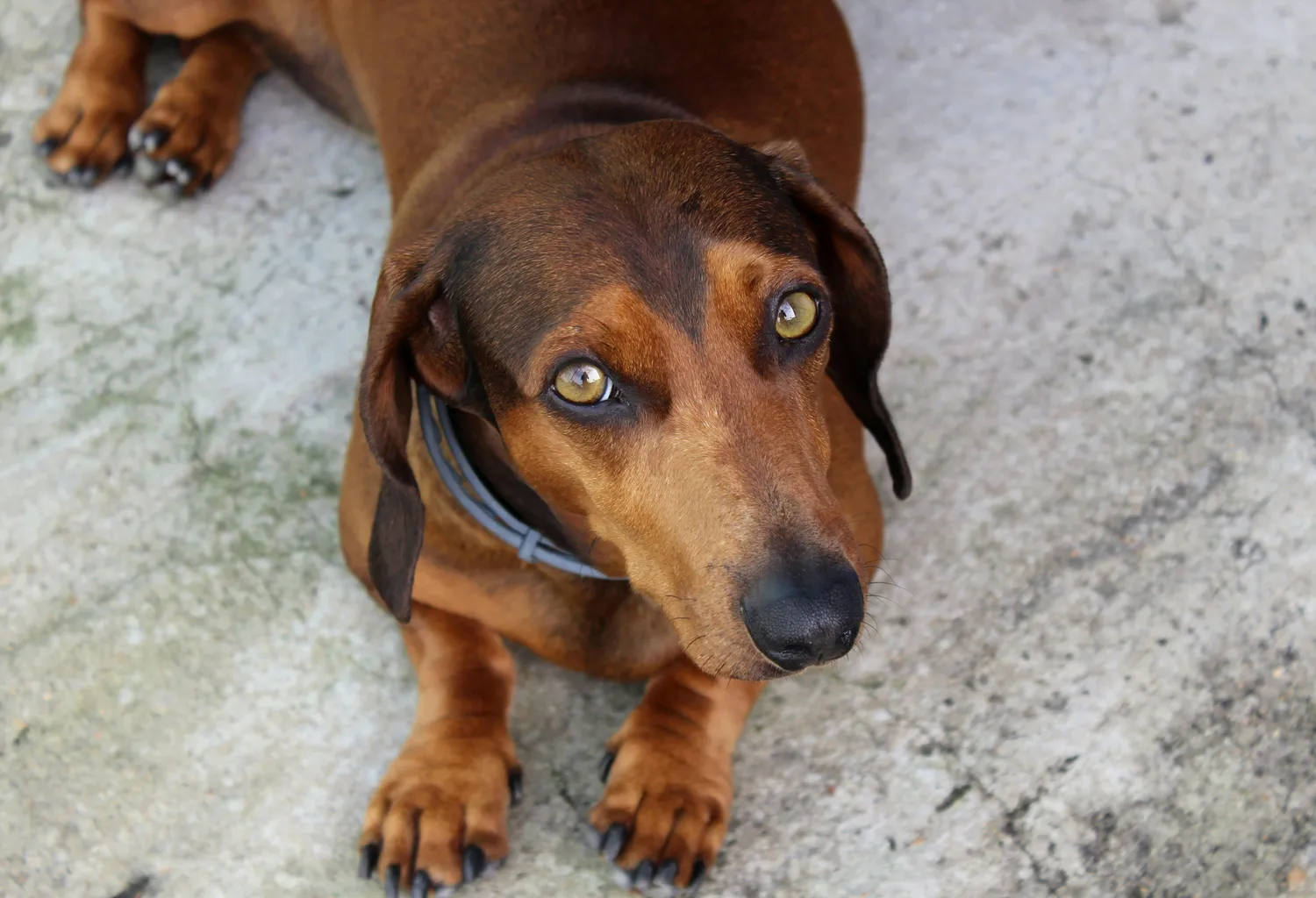 Versicherungsvermittlung Keskin - Hund