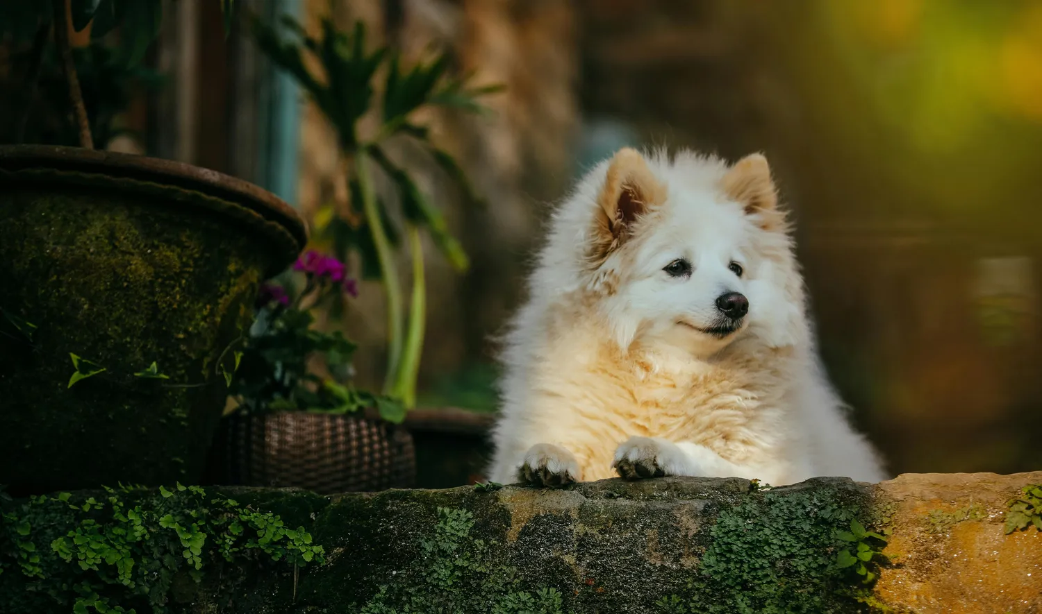 Versicherungsvermittlung Keskin - Hund