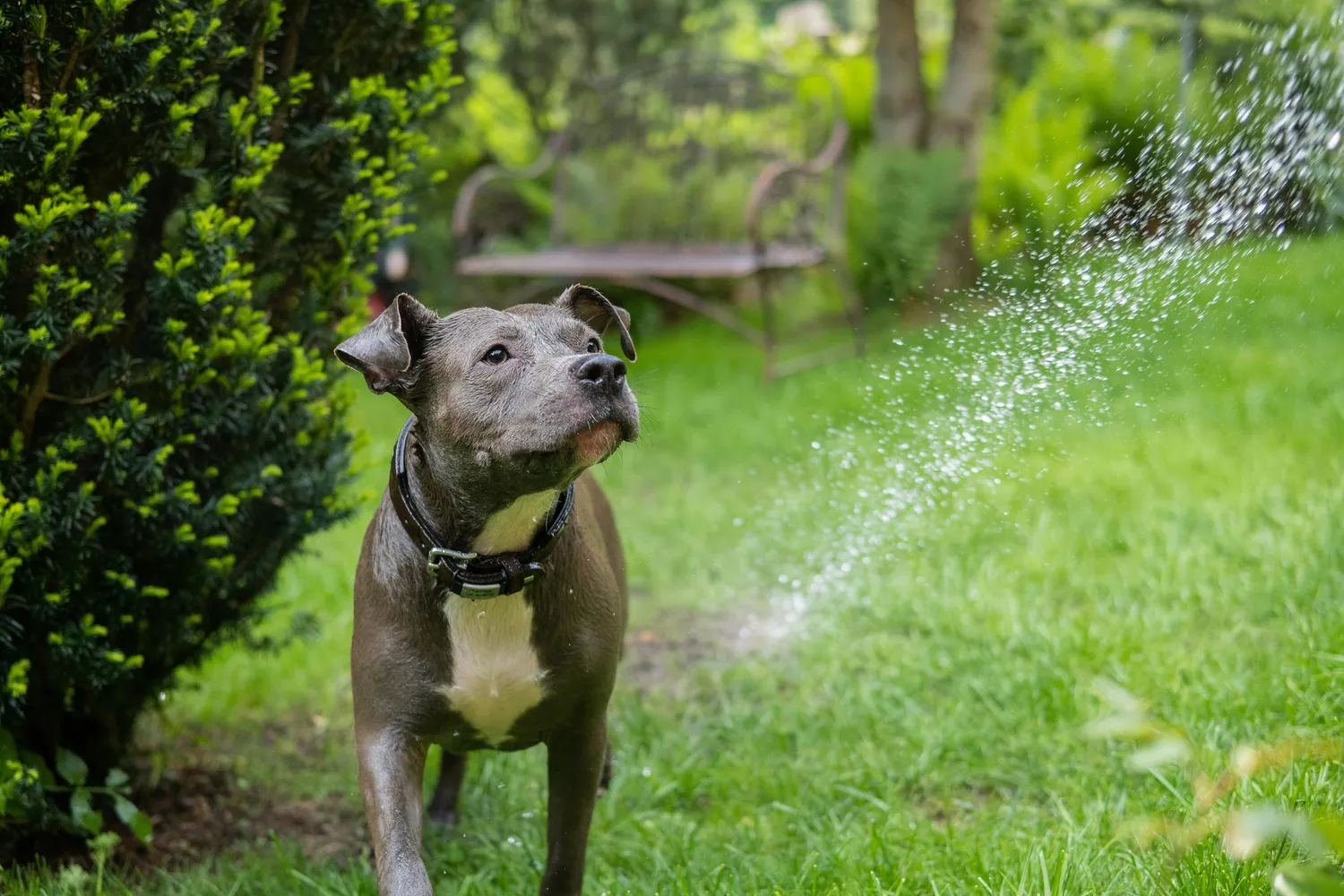 Versicherungsvermittlung Keskin - Hund