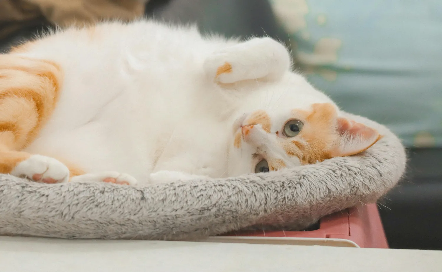 Versicherungsvermittlung Keskin - Kat