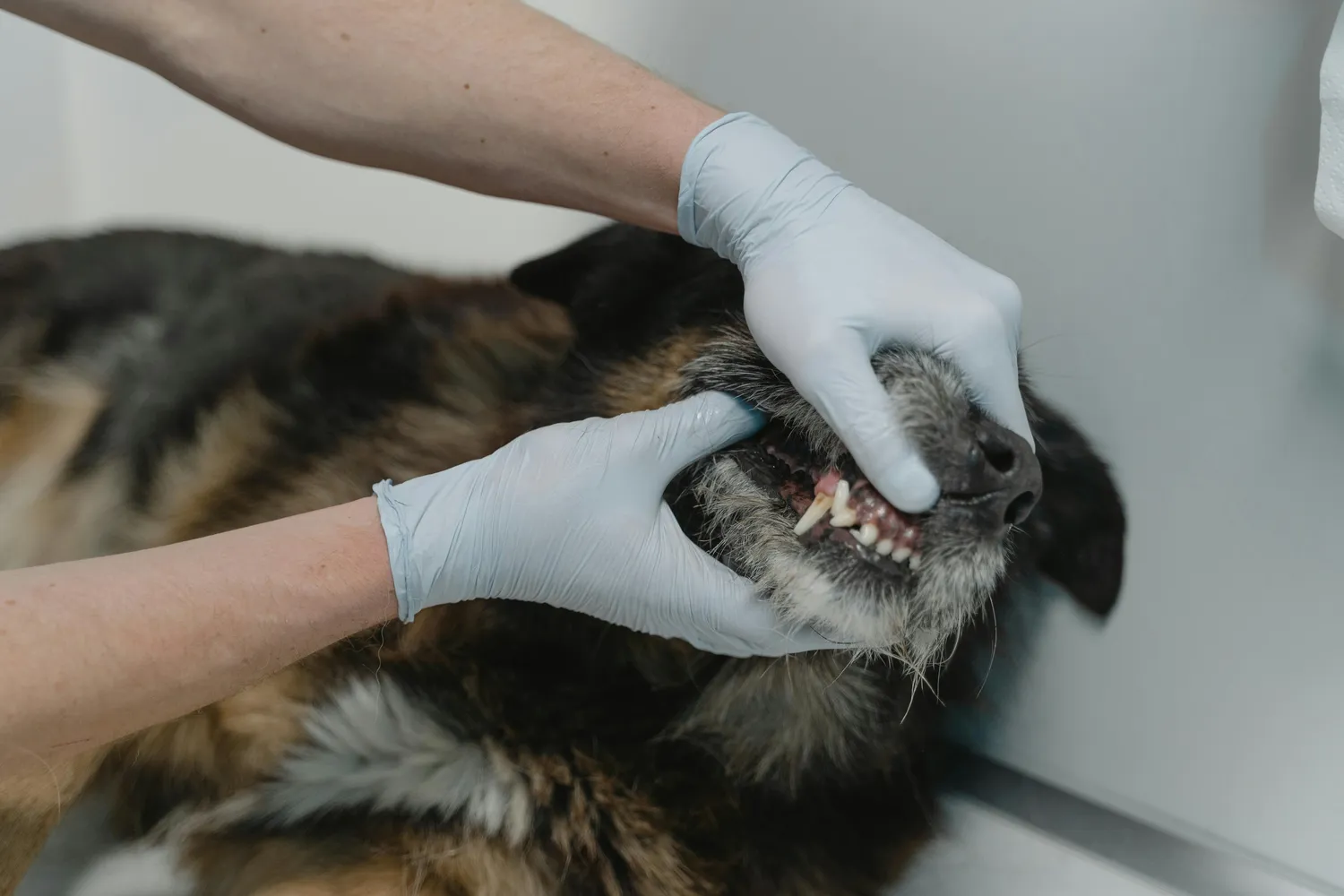 Versicherungsvermittlung Keskin - Hund